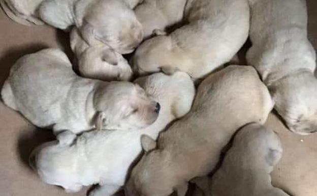 se regalan cachorros de labrador